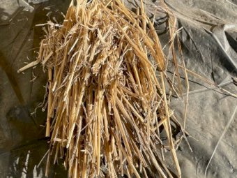 2023 Windrowed Wheaten Straw