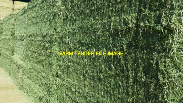 500 X Lucerne Hay Small Square Bales