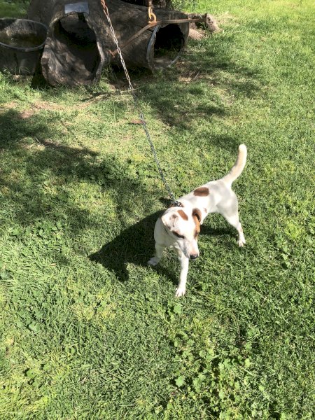 Jack Russell 2.8 Year old