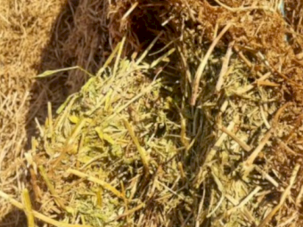 2023 Vetch tested A1  8x3x4