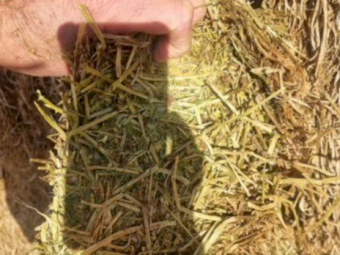 2023 Vetch tested A1  8x3x4