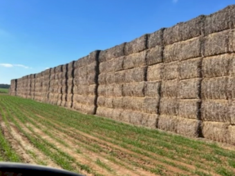 2023 Canola hay 8x4x3 NO TOP BALES