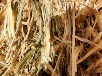 2023 Oaten hay Shedded 8x4x3