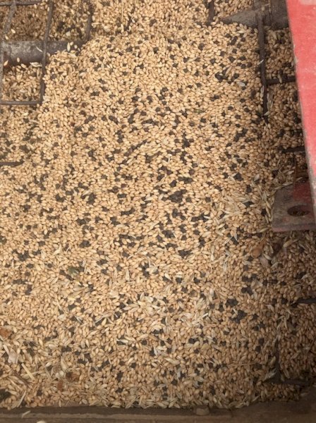 WANTED Gradings of Lentils, Lupins, Mung Beans or Chickpeas