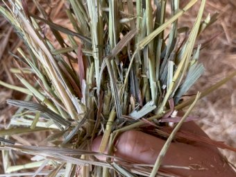 2 x B-Double Loads of 23 Season Oaten Hay