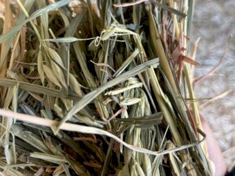 2 x B-Double Loads of 23 Season Oaten Hay