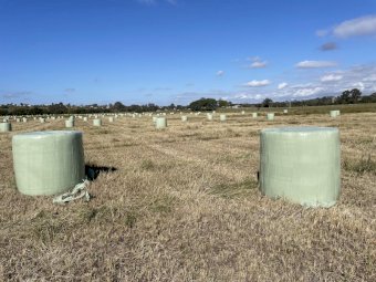 350 Callide Rhodes Grass silage rolls
