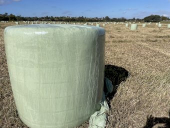 350 Callide Rhodes Grass silage rolls