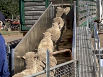8 Metre Mobile Sheep Ramp