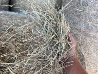 400  Rhodes Grass hay 4x4 Rolls
