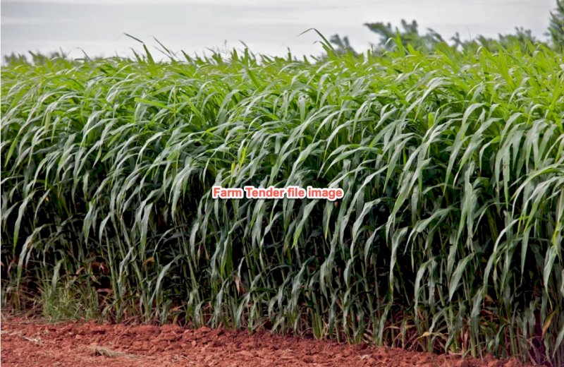 Expression of interest  Forage Sorghum hay