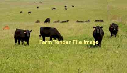 WANTED Agistment or Lease Country for 100 Head Beef Cattle