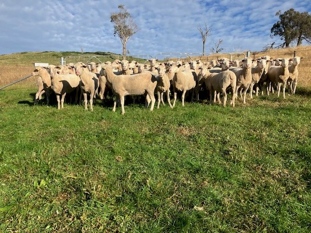 80 White Suffolk Merino First Cross Ewes
