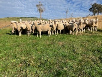 80 White Suffolk Merino First Cross Ewes
