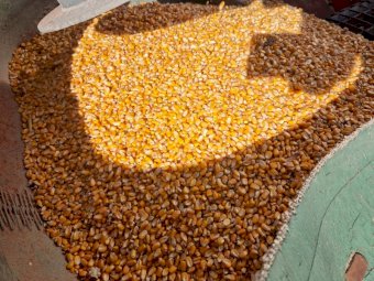 500 tonne / prime maize