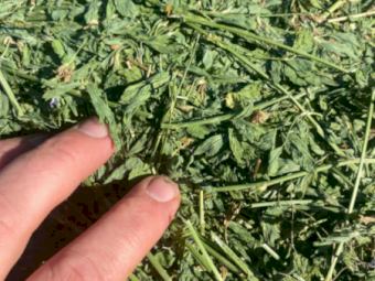 30 x Lucerne Hay 580-600kg 5x4 Round Bales