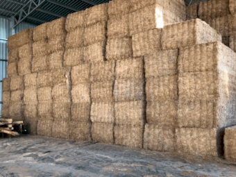 160mt Vetch Hay 700kg 8x4x3 Bales