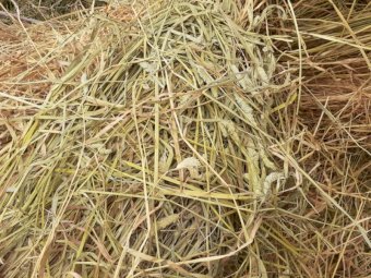 Phalaris Hay in Round Bales