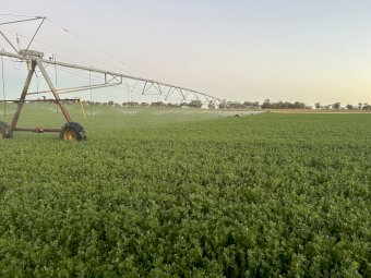 200mt Lucerne Hay 580-610kg 8x4x3 Bales