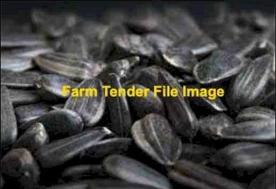 "WANTED" 7MT Black Sunflower Seed
