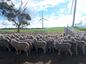 80 x Merino Ewes
