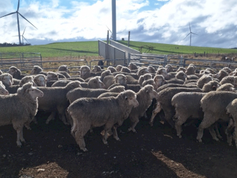 80 x Merino Ewes