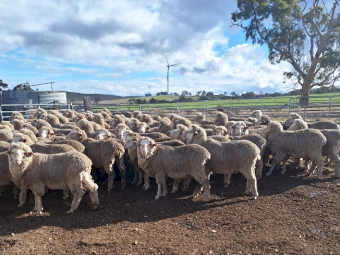 80 x Merino Ewes