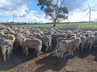 80 x Merino Ewes