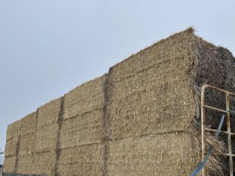 150 x Wheaten Straw 8x4x3 Bales