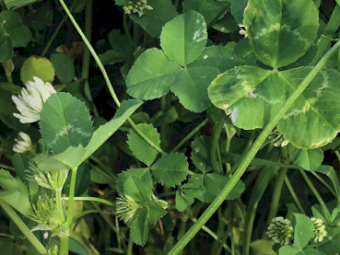 Superfect ex Geelong