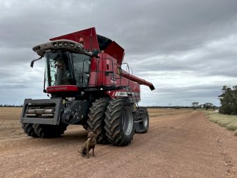 2012 Massey Ferguson 9540 Header Rear Wheel Assist  with Midwest 41 ft Front with comb Trailer
