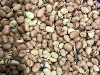 120 mt Warder Faba Beans