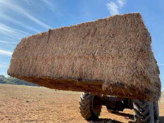 5.5MT Vetch Hay 8X4X3 Large Square Bales
