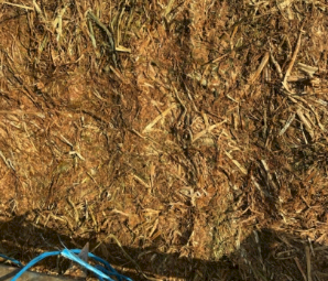 300MT Vetch Hay 8X4X3 Large Square Bales