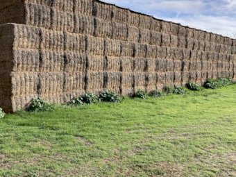 180mt Vetch Hay 515kg 8x4x3 Bales