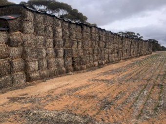 1000mt Canola Hay 600kg 8x4x3 Bales