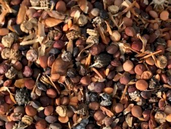 300mt Lentil Screenings