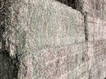 1500mt Vetch Hay 600kg 8x4x3 Bales