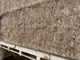 50MT Ryegrass Hay 8X4X3 Large Square Bales