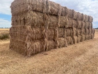 50MT Ryegrass Hay 8X4X3 Large Square Bales
