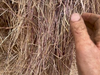 50MT Ryegrass Hay 8X4X3 Large Square Bales