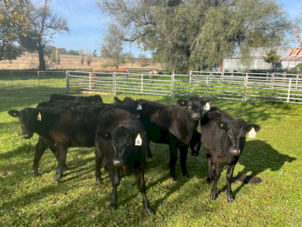 7 x Angus Calves
