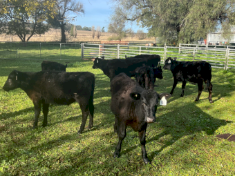 7 x Angus Calves