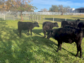 7 x Angus Calves