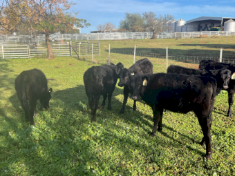 7 x Angus Calves