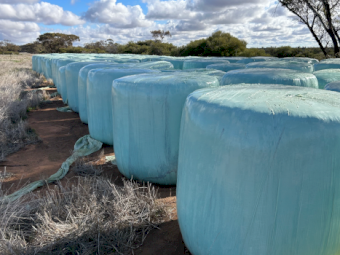 65mt Vetch Silage 600-700kg Round Bales