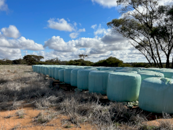 65mt Vetch Silage 600-700kg Round Bales