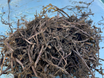 65mt Vetch Silage 600-700kg Round Bales