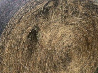 60 Pasture Hay Rolls