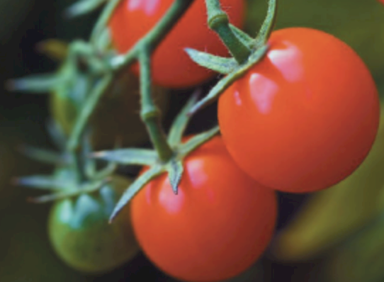 Magprill Granulanted Dolomite